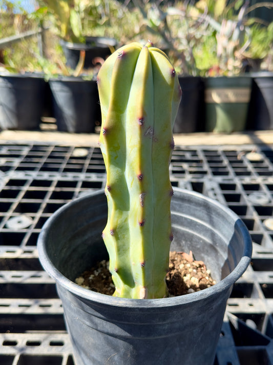 Myrtillocactus geometrizans - Blue Myrtle Cactus SH42