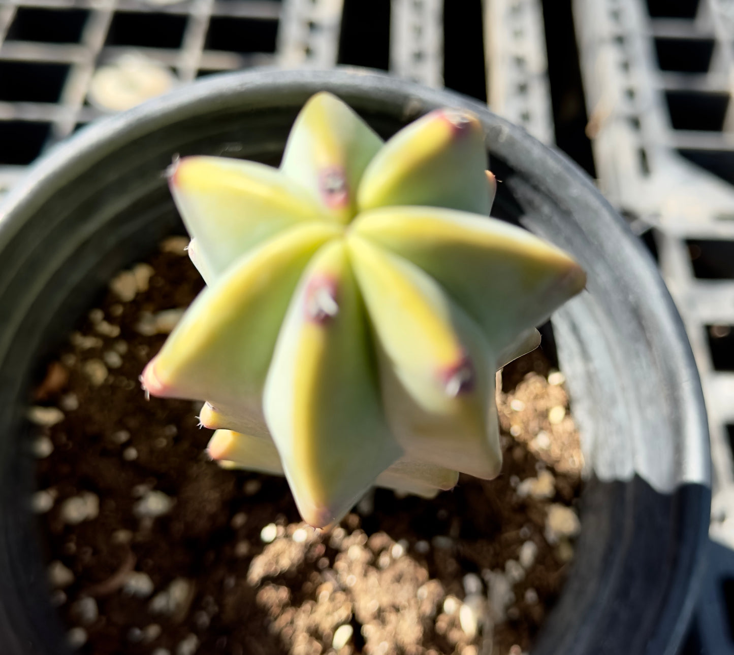 Myrtillocactus geometrizans - Blue Myrtle Cactus SH42