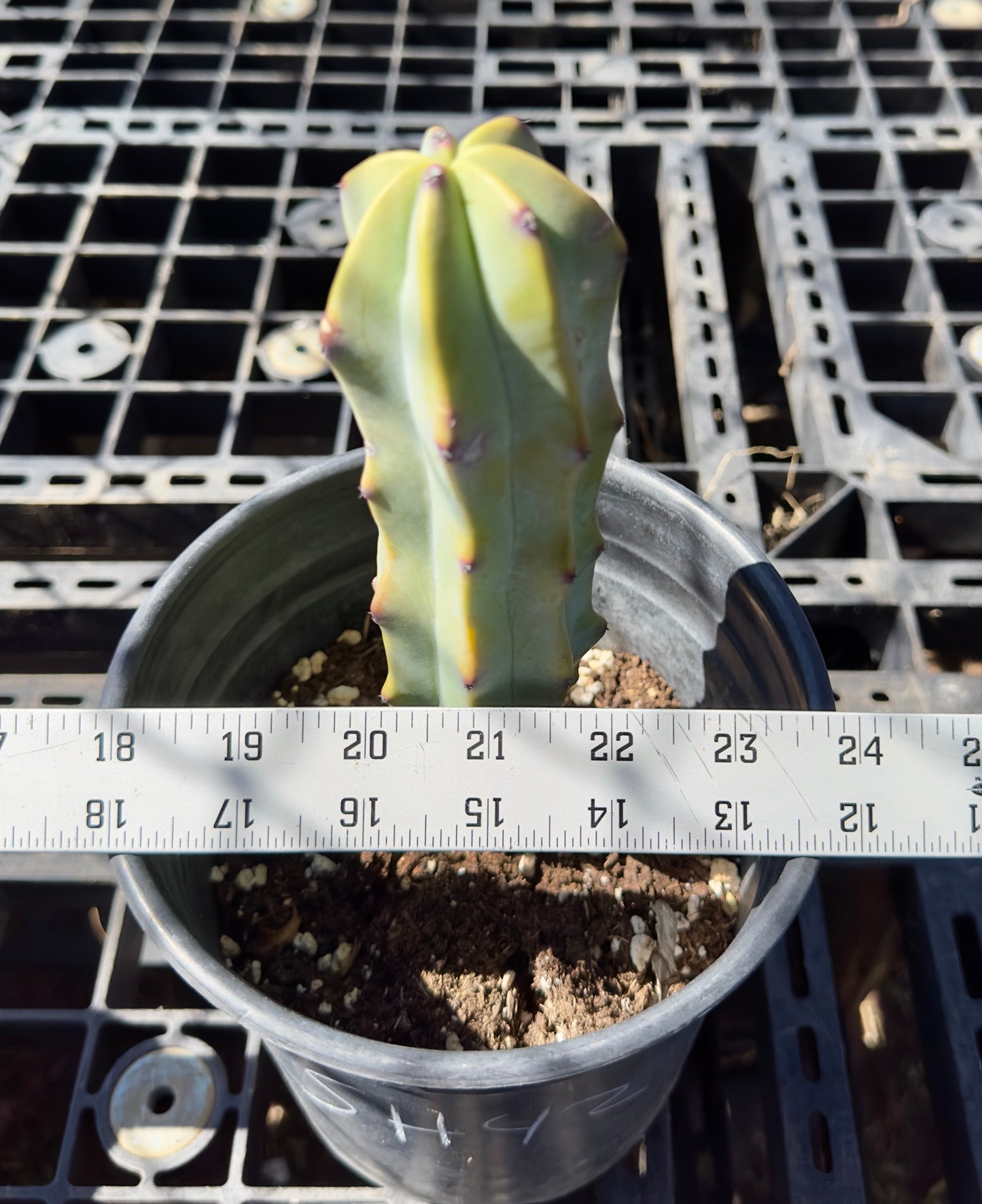 Myrtillocactus geometrizans - Blue Myrtle Cactus SH42