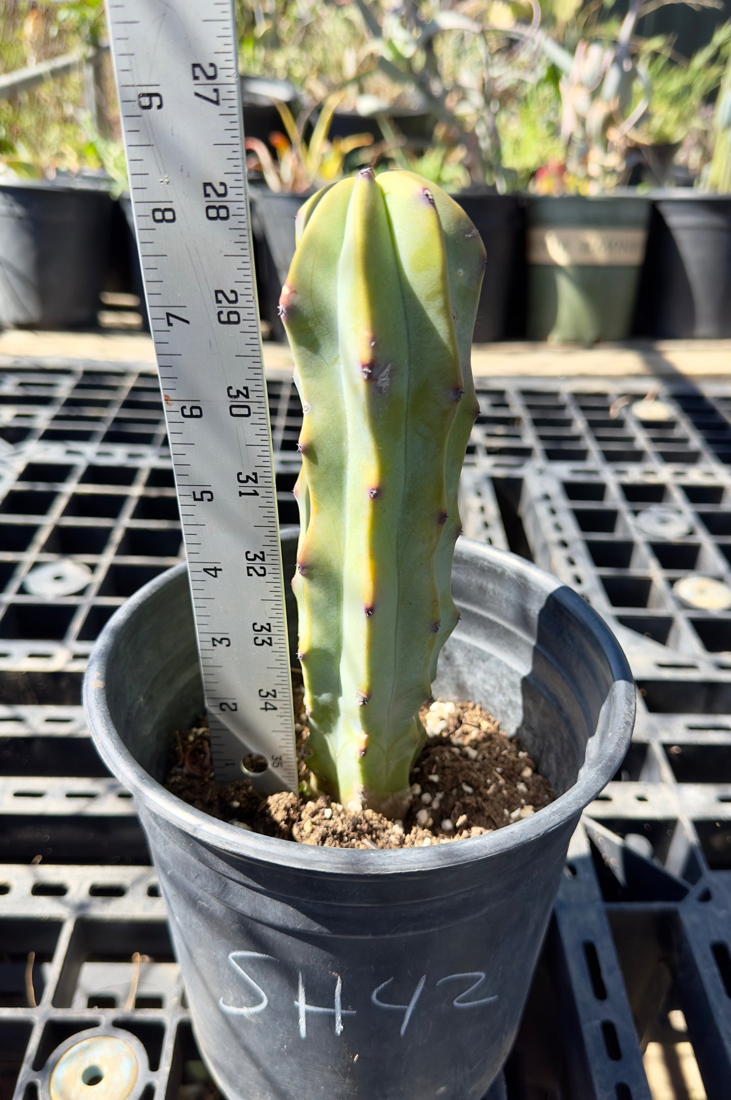 Myrtillocactus geometrizans - Blue Myrtle Cactus SH42