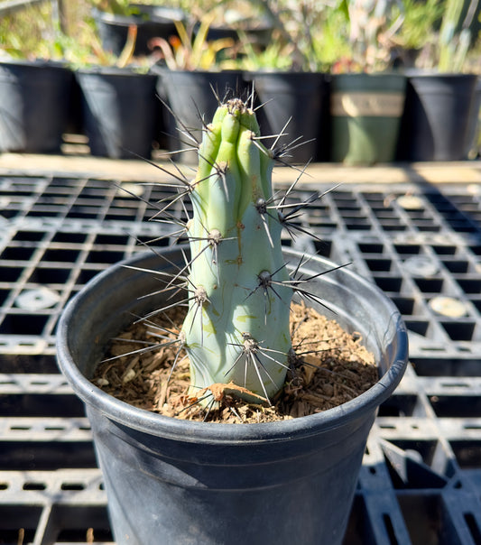 Cereus aethiops SH43