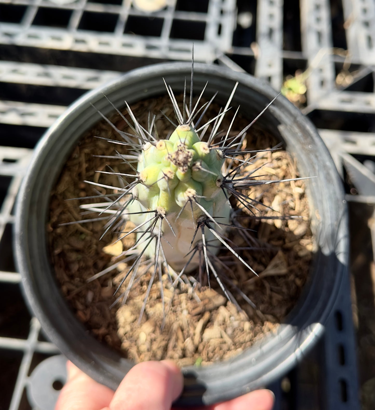 Cereus aeothiops SH43