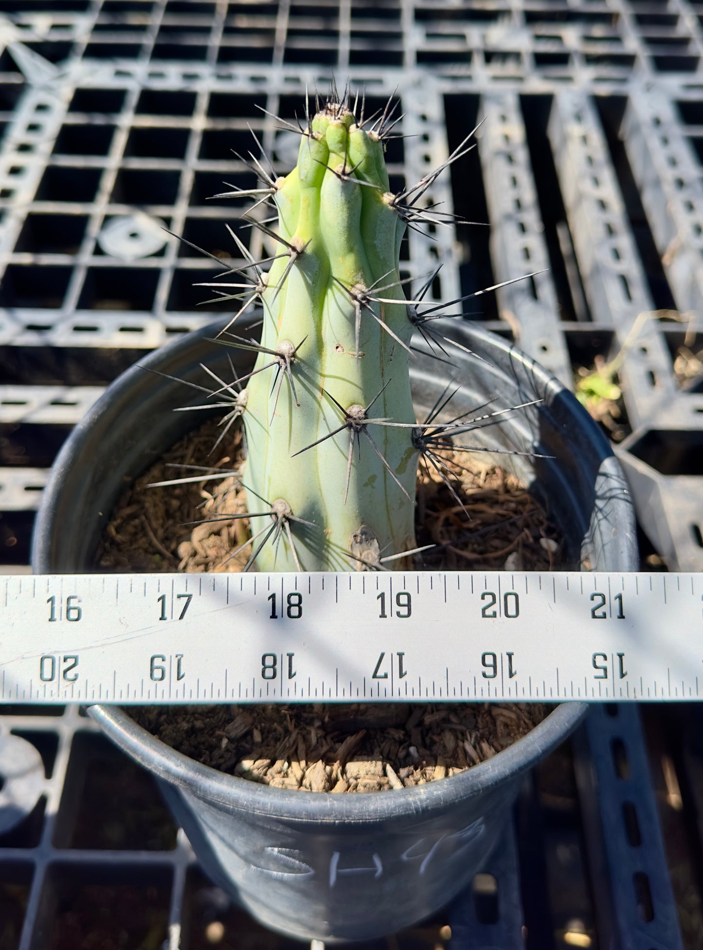 Cereus aeothiops SH43
