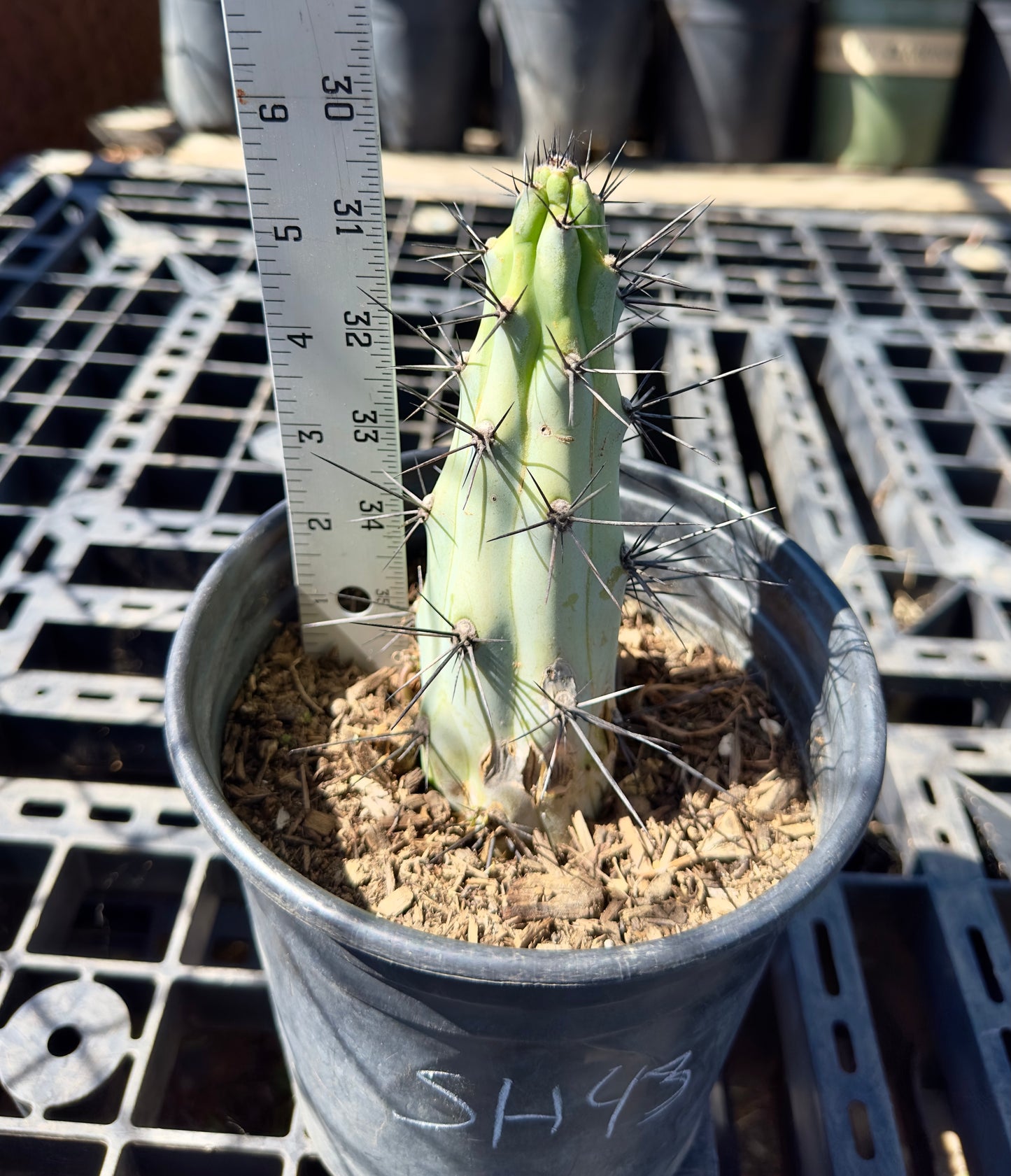 Cereus aeothiops SH43