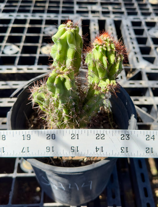 Cereus peruvianus monstrose SH44