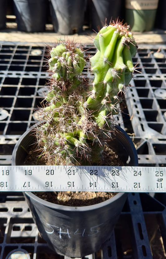 Cereus peruvianus monstrose SH45