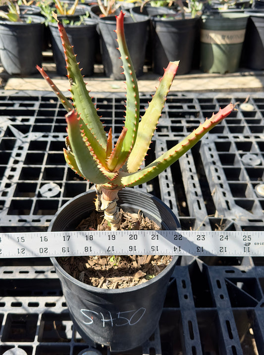 Aloe cameronii hybrid SH50