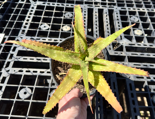 Aloe Hybrid 'Big Mac' SH51