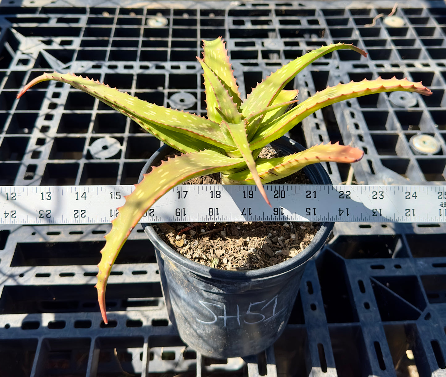 Aloe Hybrid 'Big Mac' SH51