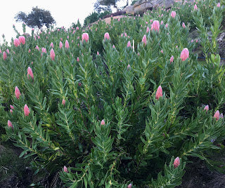 Protea 'Trish Compacta' 5g