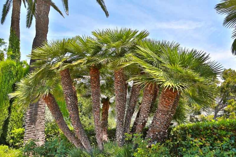 Chamaerops humilis 3g