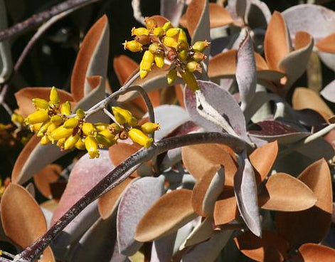Copper Spoons | Kalanchoe orgyalis 4in