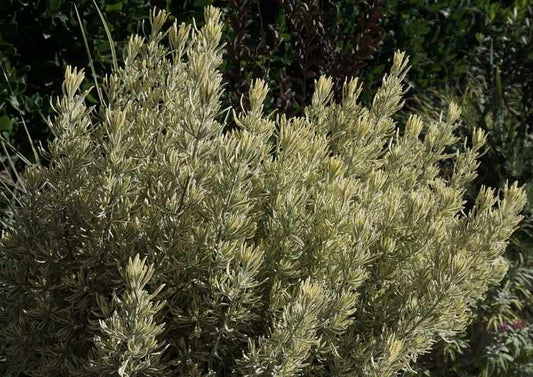 Meerlo Lavender | Lavandula x allardii 'Meerlo' 1g