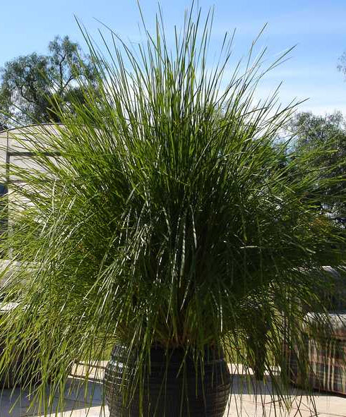 Lomandra longifolia 'Nyalla' 1g