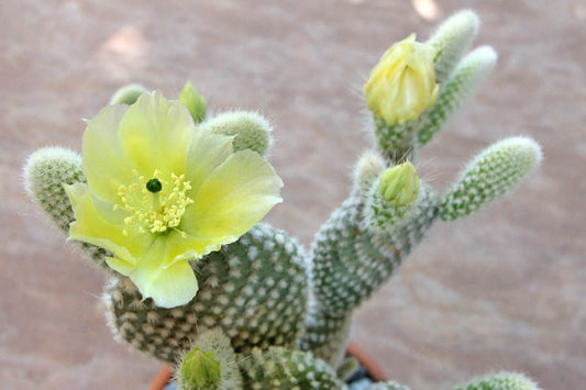 Opuntia microdasys 'Funny Bunny' 6in