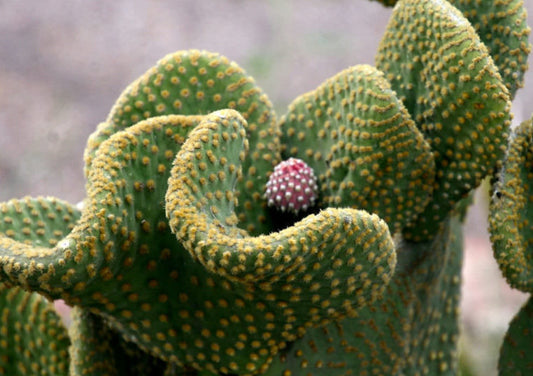 Opuntia microdasys var. pallida 6in