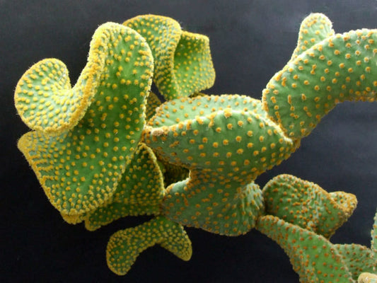 Opuntia microdasys var. pallida 4in