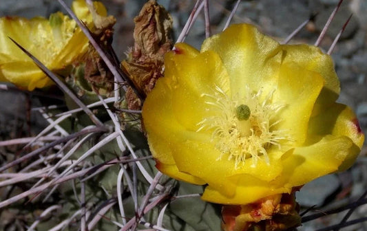 Opuntia sulphurea 3g