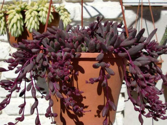 Othonna capensis 'Ruby Necklace' 6in