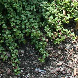 Portulacaria afra 'Prostrata' 6in