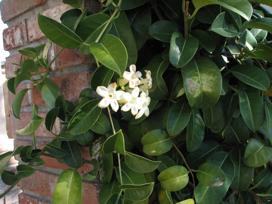 Stephanotis floribunda - 'Madagascar Jasmine' 1g