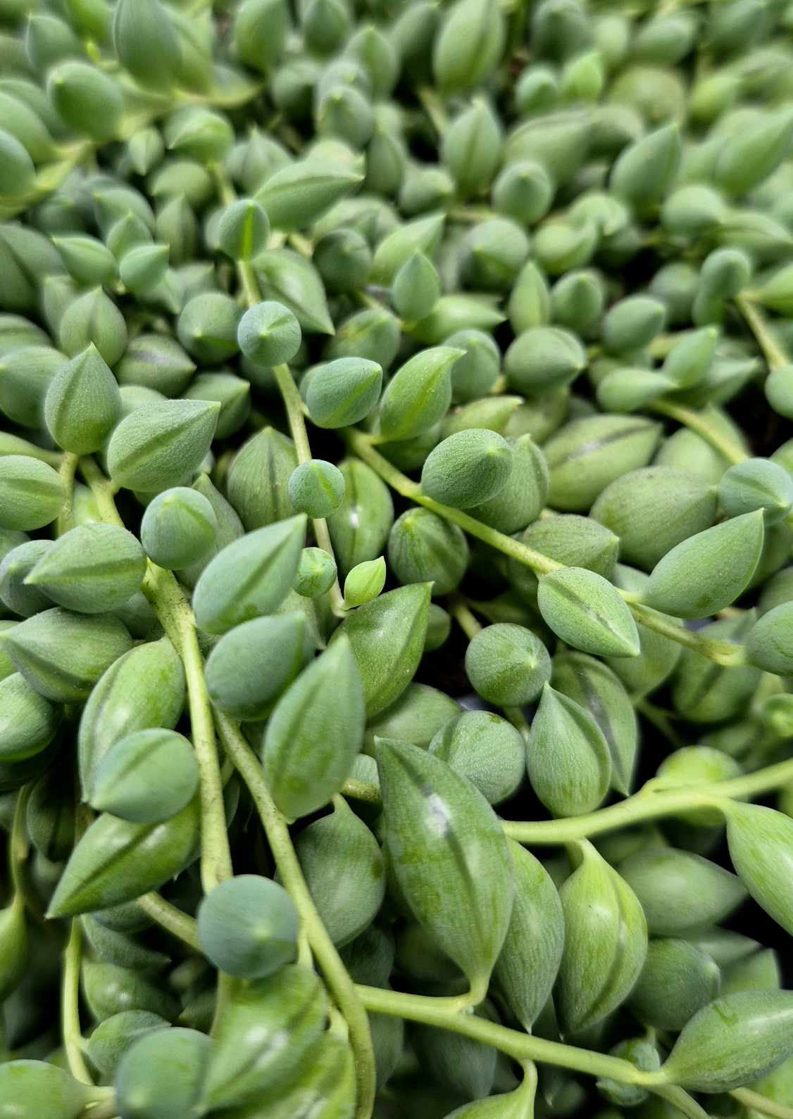 Senecio herreianus 'String of Tears' 6in
