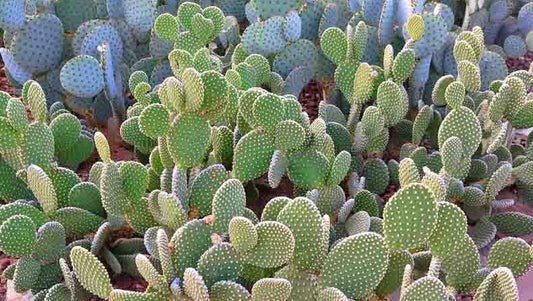 Opuntia microdasys 'Funny Bunny' 4in