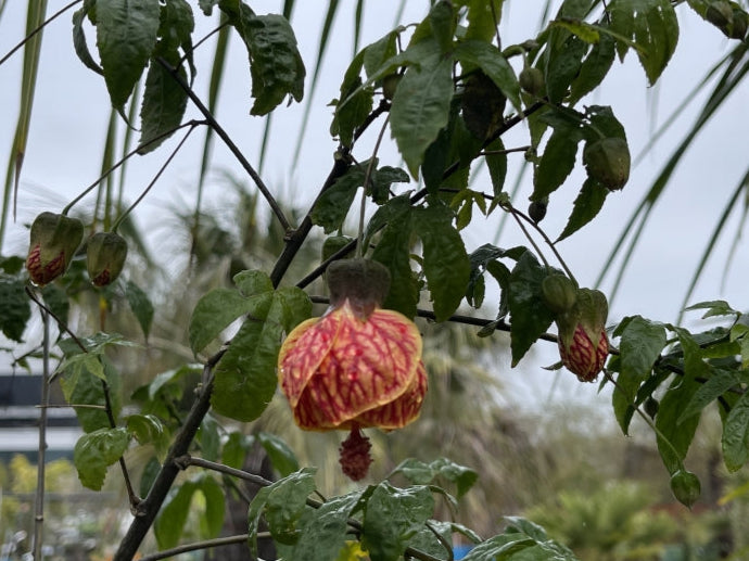 Abutilon 'Red Tiger' 5g