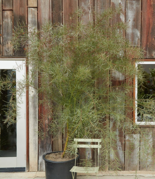 Acacia iteaphylla 5g