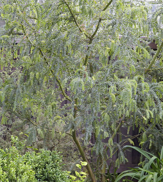 Acacia vestita 5g