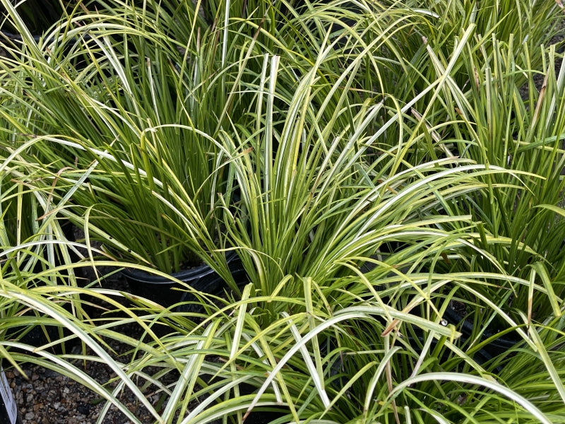 Acorus gramineus 'Ogon' 1g
