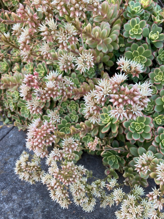 Aeonium haworthii 'Kiwi' 6in