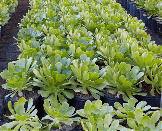 Aeonium 'Mint Saucer' 6in