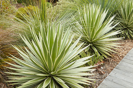 Agave angustifolia 'Marginata' 1g