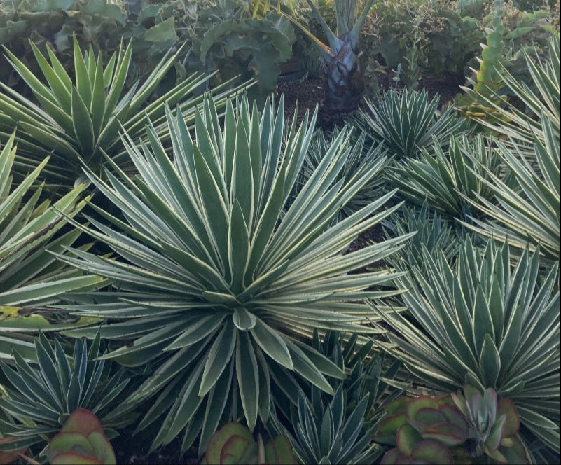 Agave angustifolia 'Marginata' 3g