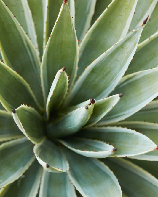 Agave angustifolia 'Marginata' 3g