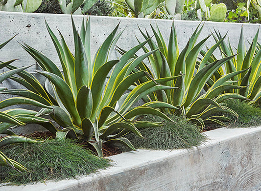 Agave desmettiana 'Variegata' 1g