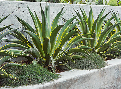 Agave desmettiana 'Variegata' 3g