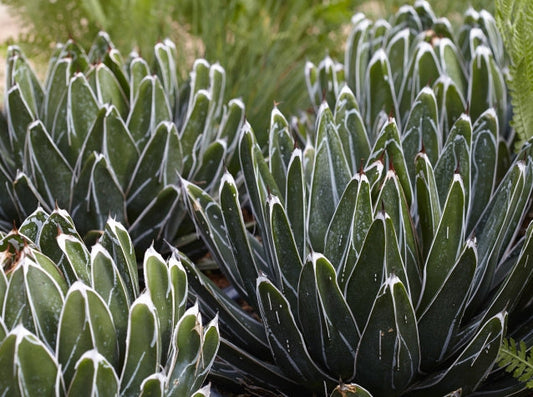 Agave victoriae-reginae 'Porcupine' 1g