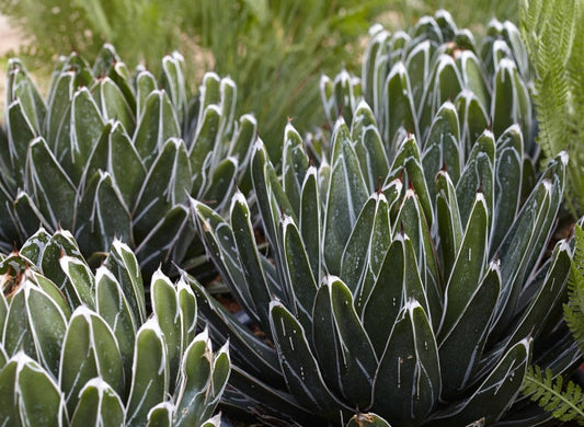 Agave victoriae-reginae 'Porcupine' 3g