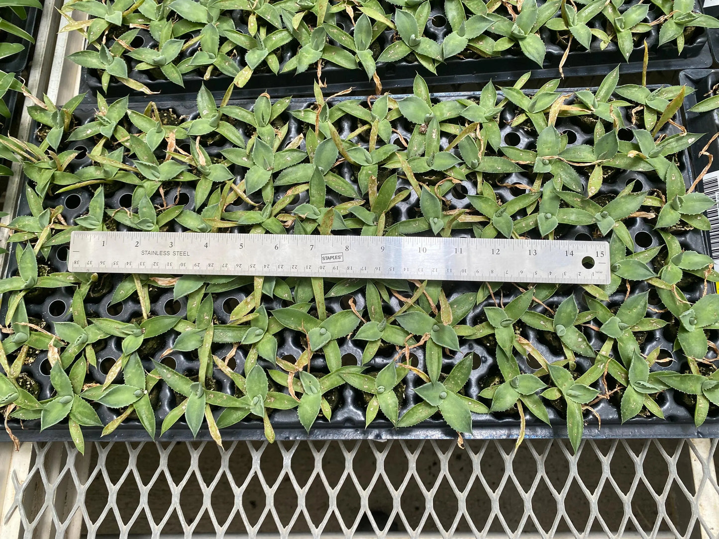 72 Cell Agave Parryi Truncata Liner Tray