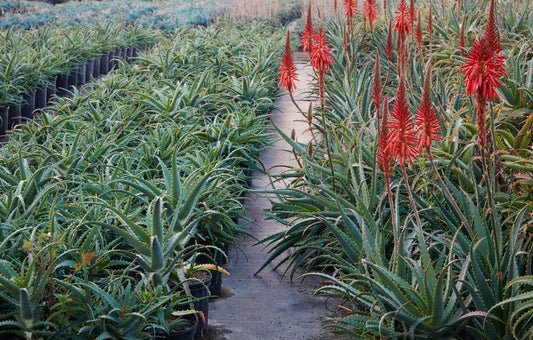 Aloe arborescens 3g