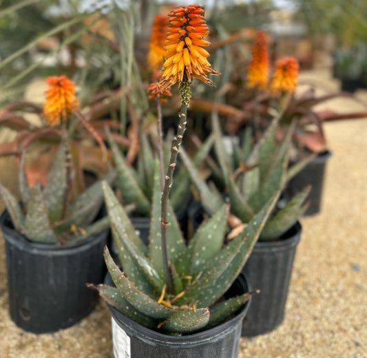 Aloe marlothii x sinkatana 3g