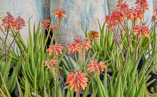 Aloe 'Rooikappie' 3g