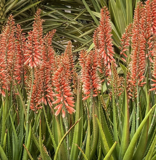 Aloe 'Safari Rose' 3g