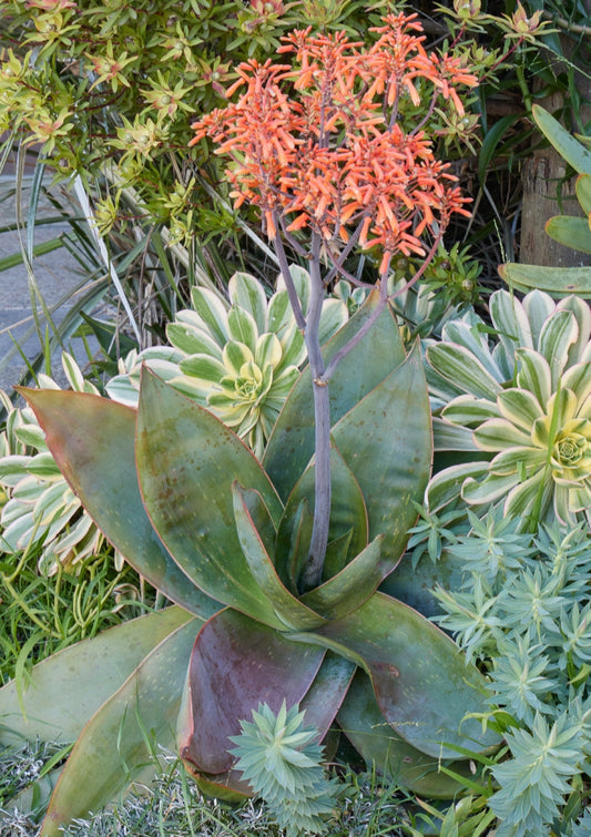 Aloe striata 3g