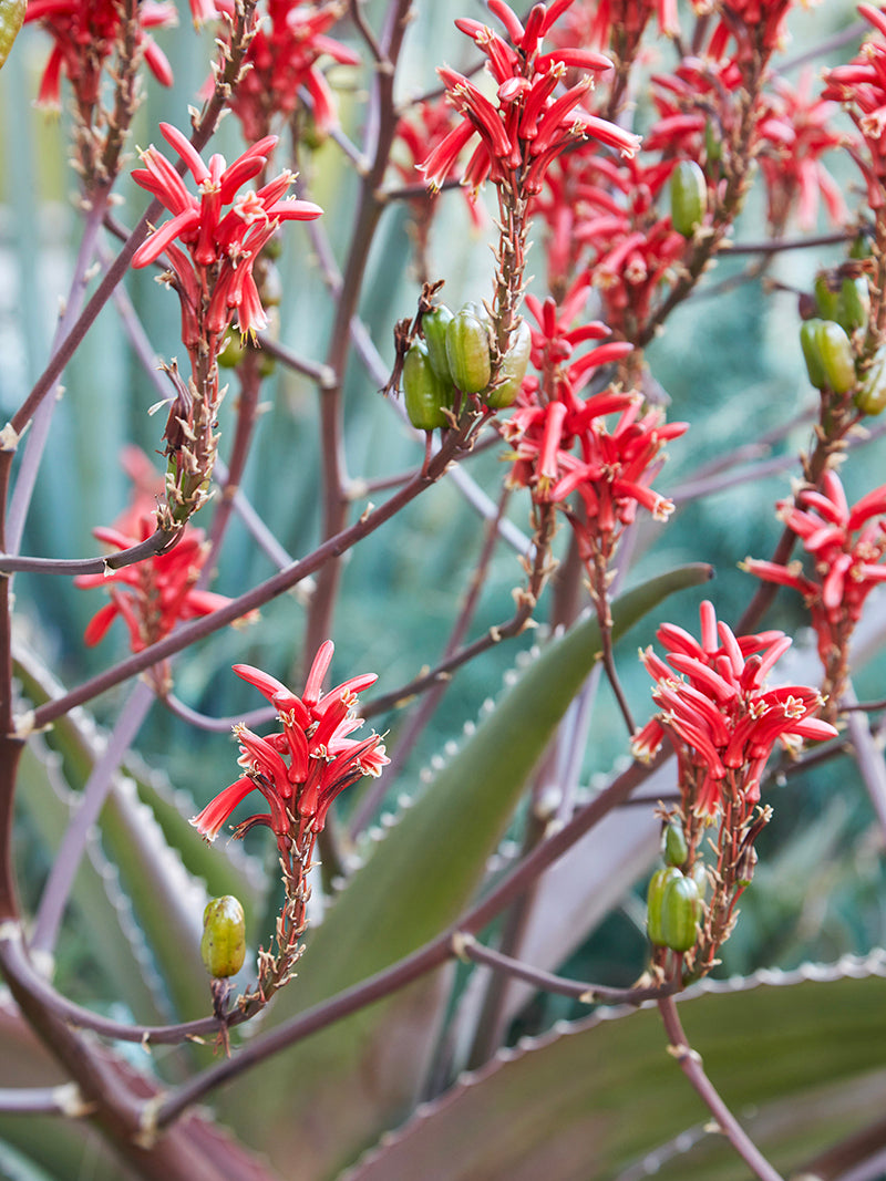 Aloe vaombe 3g
