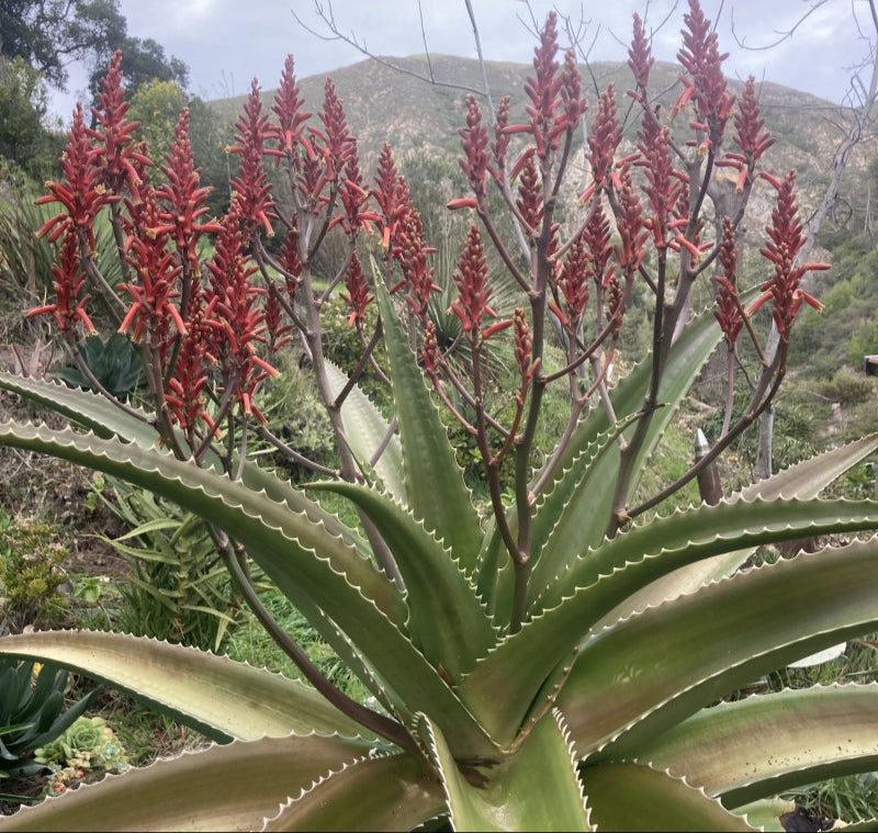 Aloe vaombe 3g