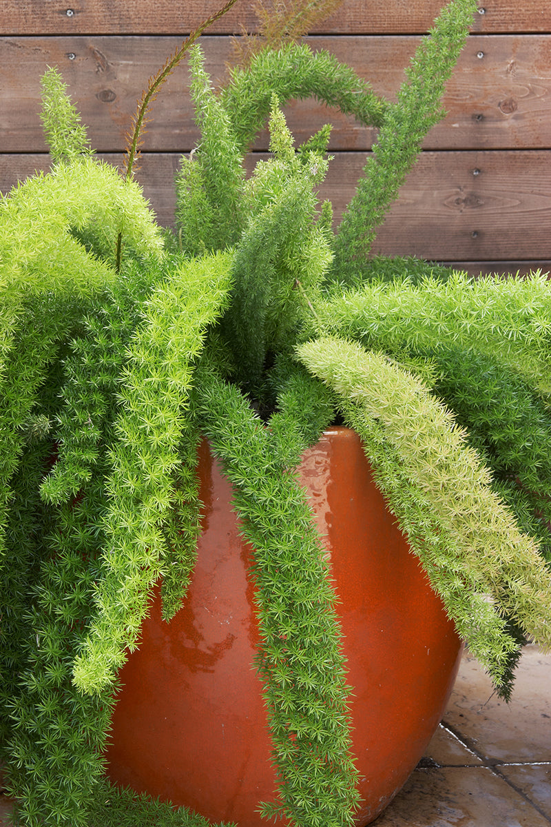 Foxtail Fern | Asparagus densiflorus 'Myers' 3g