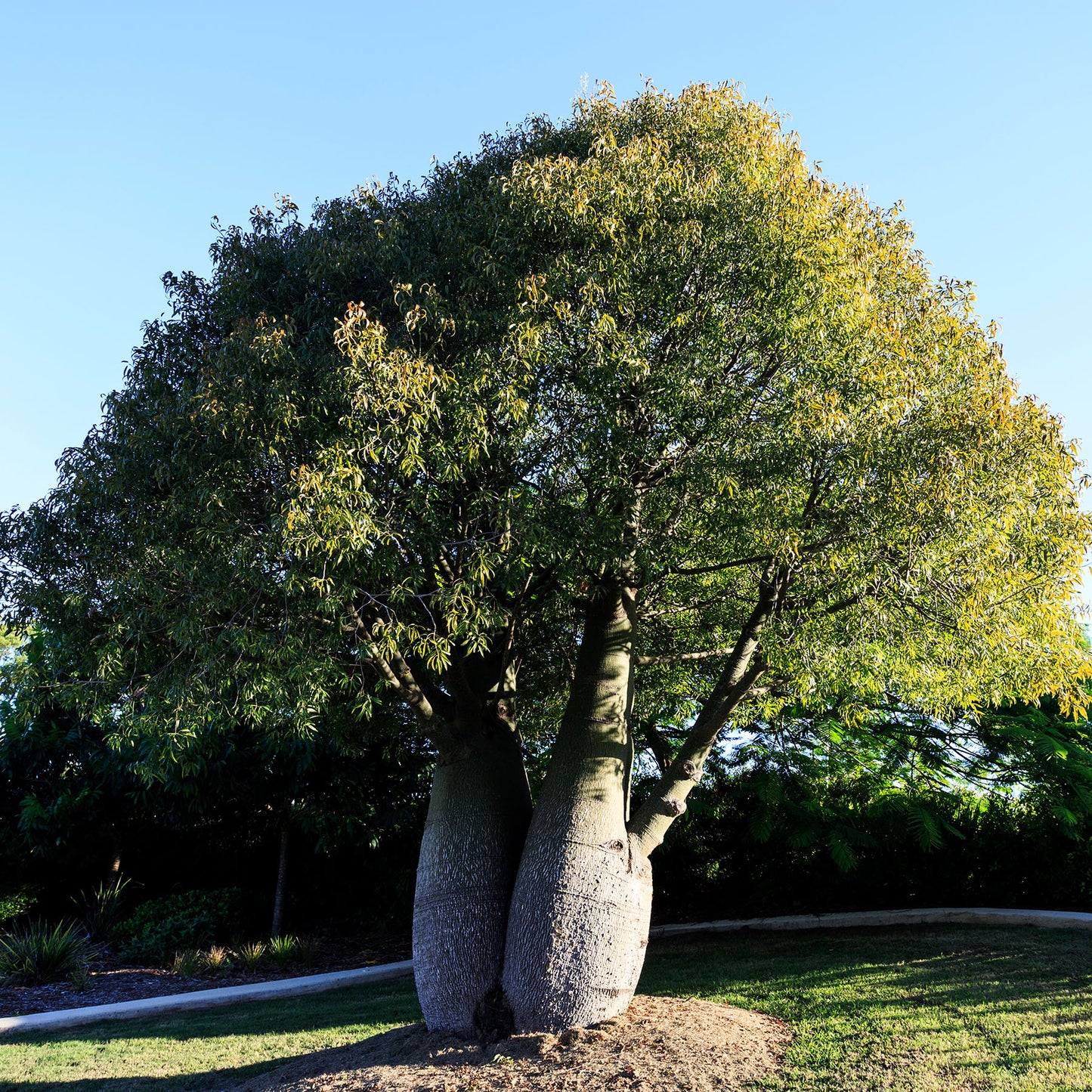 Brachychiton rupestris 5g